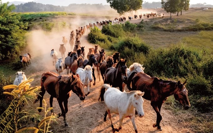 The horse herd of the Animal Husbandry Research and Development Center for Mountainous Zone. Photo: Pham Hieu.