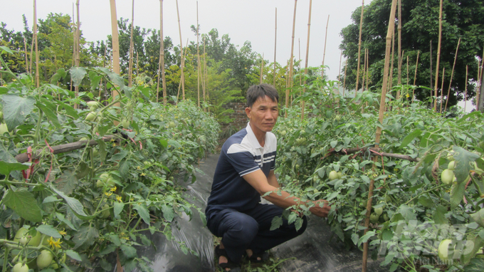 Anh Đỗ Văn Tuấn, Giám đốc HTX Dịch vụ nông nghiệp An Thượng luôn sát sao với cây cà chua. Ảnh: Hải Tiến.