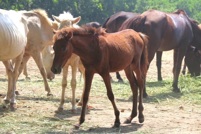 Hybrid horses with 25% Kabardin blood have a beautiful, balanced appearance, a solid, compact body structure, and a penchant for dual-purpose work—carrying, pulling, and riding. Photo: Pham Hieu.