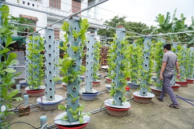 Growing aeroponic vegetables takes advantage of even the smallest area and does not require garden land. Photo: Tam Phung.