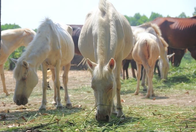 Horses can digest and absorb nutrients well from starchy and protein-rich foods such as paddy, corn, bran, etc. Photo: Pham Hieu.