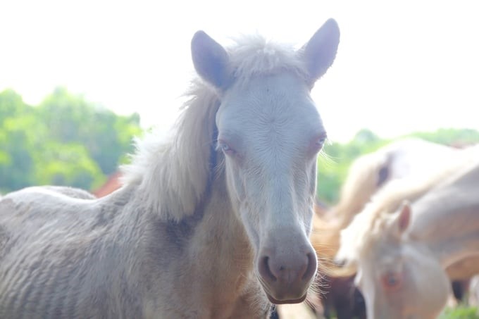 The value of a white horse can be up to VND 50 million. Photo: Pham Hieu.
