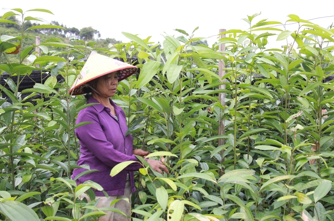 Vườn quế giống đã cao quá đầu người nhưng không có khách mua, người làm vườn ươm gặp rất nhiều khó khăn. Ảnh: Thanh Tiến.