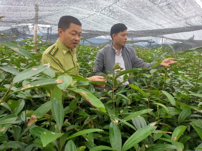 Nhiều luống quế giống đã 2 năm tuổi không bán được, người dân thờ ơ với việc chăm sóc. Ảnh: Thanh Tiến.