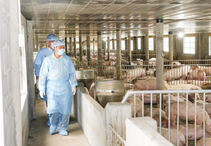 The National Agricultural Extension Center has received approval from the Ministry of Agriculture and Rural Development to continue implementing and replicating the disease-free livestock model in 3 Red River Delta provinces and 1 Central province, Thanh Hoa. Photo: TQ.