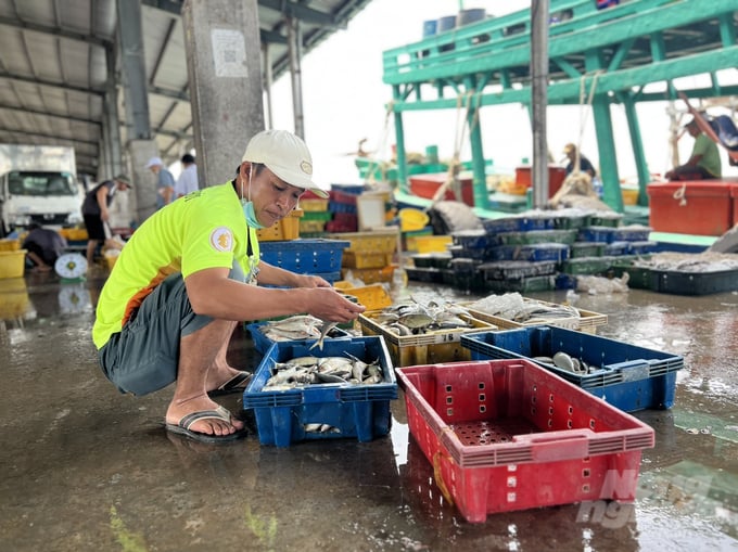 Ca Mau province has effectively carried out measures to combat illegal, unreported, and unregulated (IUU) fishing, namely illegal fishing activities in foreign waters. Photo: Trong Linh.