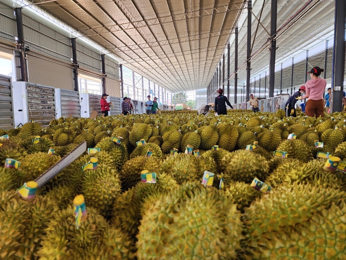 Dak Lak province's durian industry brought a value of VND 15,000 billion in the last crop. Photo: Minh Quy.