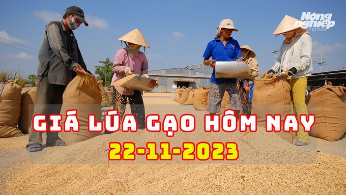 Cập nhật giá lúa gạo trong nước mới nhất ngày 22/11/2023