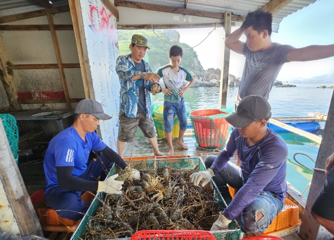 Con giống tôm hùm là một trong những yếu tố quyết định hiệu quả kinh tế nuôi. Ảnh: KS.