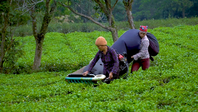 Người dân huyện Hải Hà sử dụng máy thu hoạch chè. Ảnh: Nguyễn Thành.
