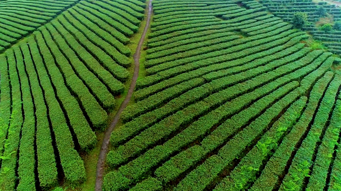 Tổng diện tích trồng chè ở huyện Hải Hà khoảng trên 800ha. Ảnh: Nguyễn Thành.