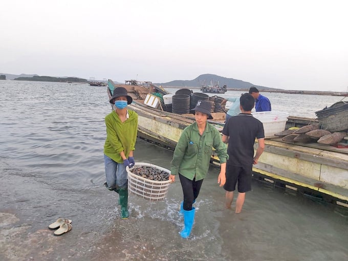 Farmers in Hai Ha district harvesting clams. Photo: Cam Khue.