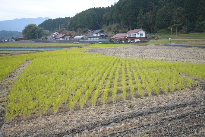 Các cây lúa mọc lại sau thu hoạch được giữ nguyên và sẽ cày lẫn với đất làm phân bón hữu cơ cho vụ mới. Ảnh: Tùng Đinh.