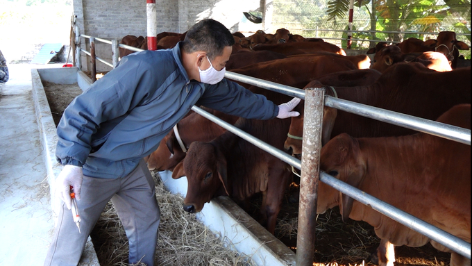 Nhân viên thú y xã Lâu Thượng, huyện Võ Nhai tiêm vacxin trên đàn bò. Ảnh: Quang Linh.