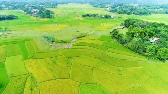 Song Cong city is focused on renovating and upgrading irrigation structures, dredging internal canal networks to meet agricultural production demands. Photo: Pham Hieu.