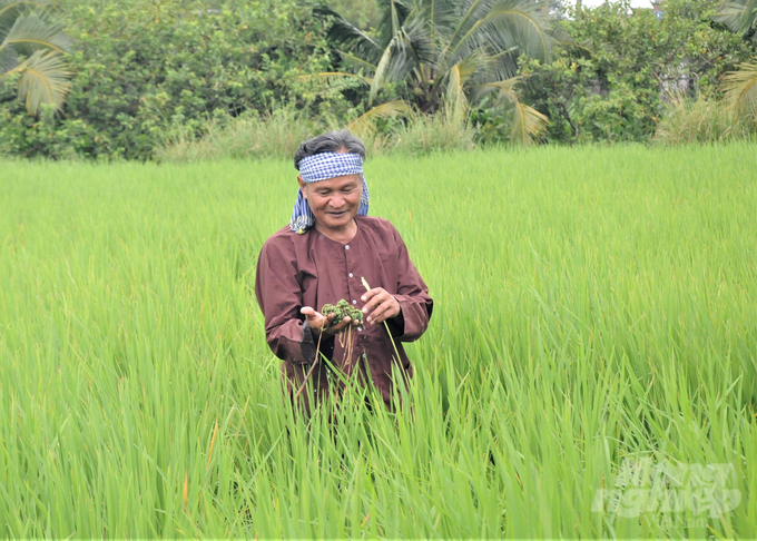 Ông Lê Quốc Việt kiểm tra bèo hoa dâu trong ruộng. Ảnh: Trung Chánh.