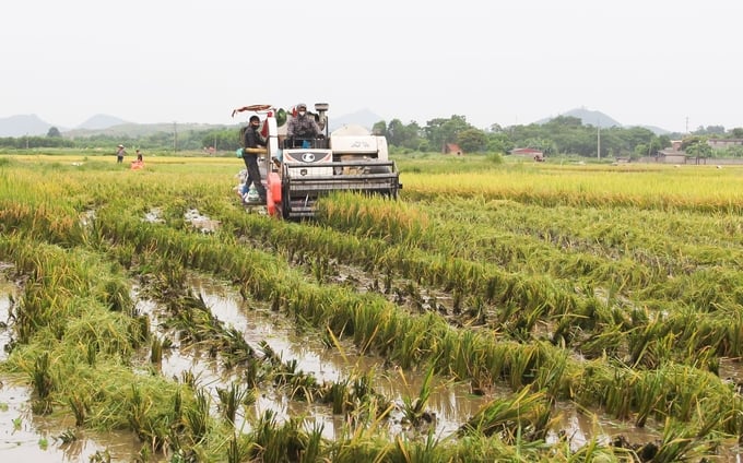 Due to proactive management of irrigation water sources, several concentrated rice production areas with large fields have been established within Dong Hoi district. Photo: Pham Hieu.