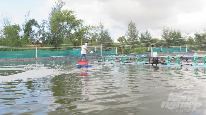 Shrimp farmers in Thua Thien-Hue province are facing many difficulties due to environmental pollution and disease. Photo: Cong Dien.