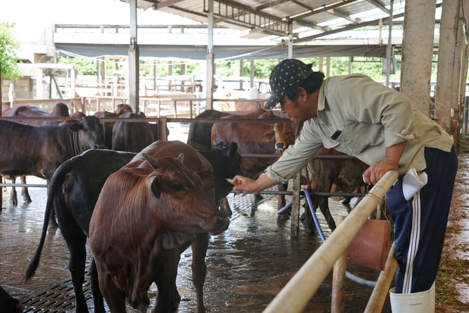 Ho Chi Minh City builds disease-free base areas to provide quality, disease-free livestock products. Photo: Nguyen Thuy.