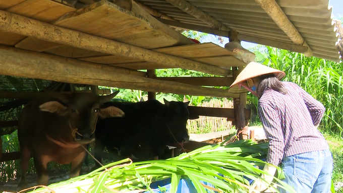 Chăn nuôi trâu, bò mang lại nguồn thu nhập đáng kể đối với người dân khu vực nông thôn Bắc Kạn. Ảnh: Ngọc Tú. 