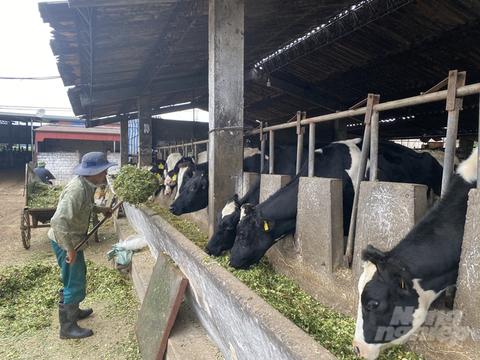 Hiện giống ngô VS201 đang được các chủ trang trại bò sữa ở thị trấn Mộc Châu thu mua với giá cao.  Ảnh: Lâm Hùng.