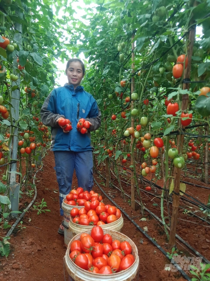 Vườn sản xuất cà chua VietGAP của HTX Dịch vụ nông nghiệp An Thượng. Ảnh: Hải Tiến.