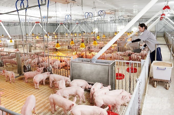 The trend of restructuring the pig farming industry towards modernization and industrialization Photo: MS.