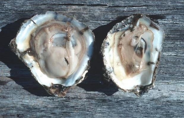The oyster infected with Perkinsus Marinus is on the right. Photo: HB.