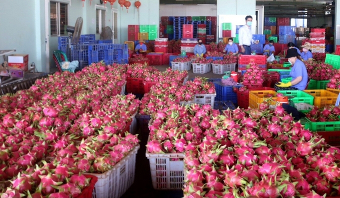Ngành nông nghiệp Bình Thuận nhận thấy việc sản xuất nông nghiệp hữu cơ là hết sức quan trọng trong giai đoạn hiện nay. Ảnh: KS.