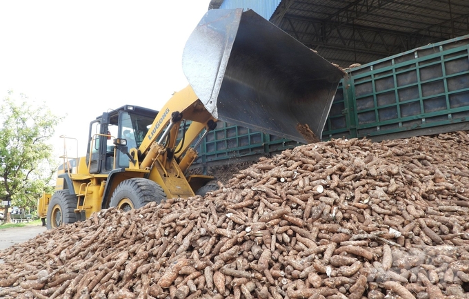 Lack of input materials is a difficult problem for the cassava starch processing industry. Photo: Tran Trung.