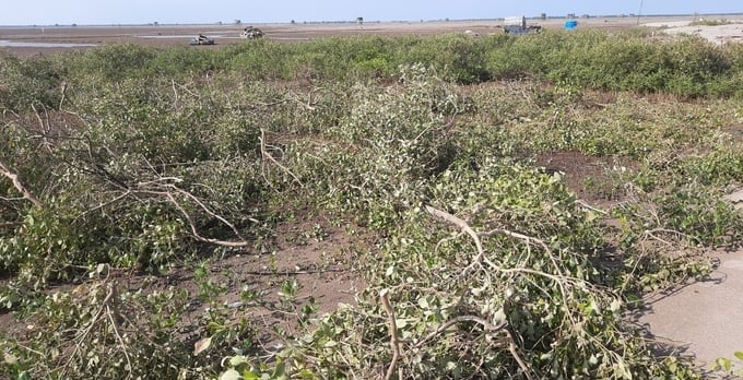 Case of mangrove forest encroachment in Xuan Thuy National Park (Nam Dinh). Photo: T.Binh. 