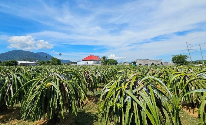 Thời gian qua nhờ hệ thống thủy lợi được đầu tư đã giúp các địa phương ở Bình Thuận phát triển cây thanh long. Ảnh: KS.