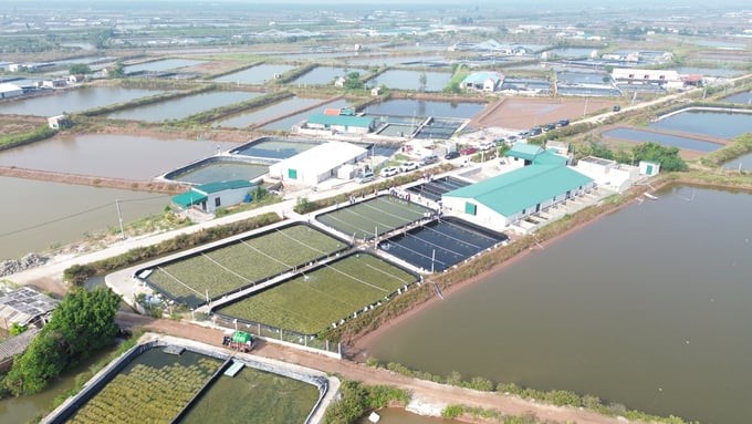 An oyster seed farming area in Kim Trung commune, Kim Son district, Ninh Binh province. Photo: Huy Binh.