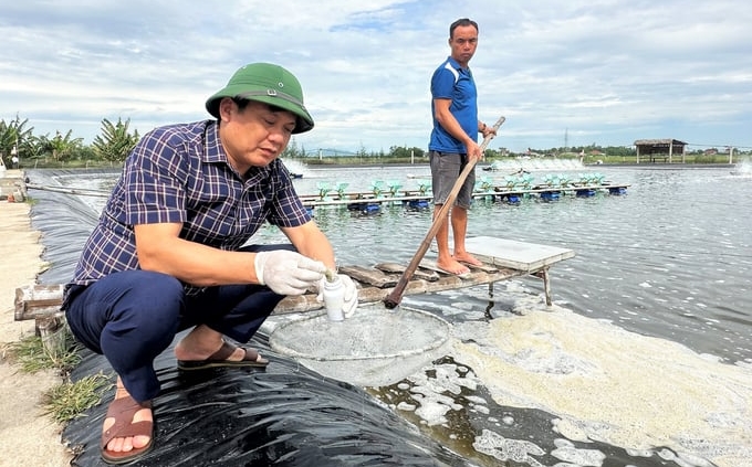 In 2023, disease outbreaks on shrimp have decreased by 44% compared to 2022. Photo: Thanh Nga.