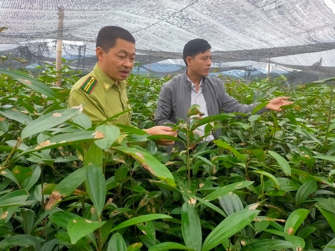 Many cinnamon beds are 2 years old and cannot be sold; people are indifferent to caring for them. Photo: Thanh Tien.