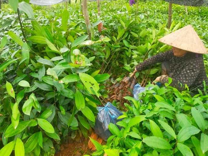 Forest growers need to choose reputable seed gardens to avoid buying poor quality seeds. Photo: Thanh Tien.