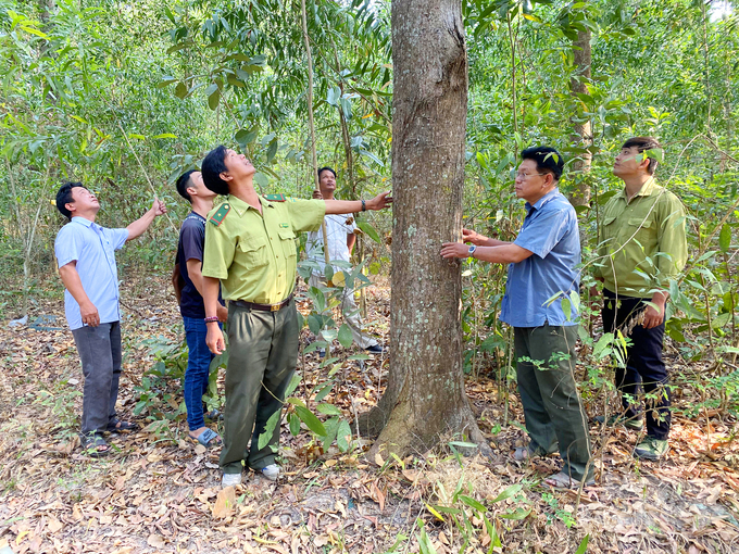 An Giang thực hiện các dự án trồng rừng qua các giai đoạn, đến nay cơ bản diện tích đất rừng vùng đồi núi của tỉnh đã phủ xanh, nâng độ che phủ rừng lên 3,5%. Ảnh: Lê Hoàng Vũ.