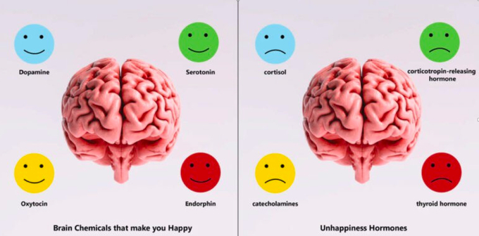 Các nội tiết tố serotonin, melatonin, dopamine, endorphin… giúp tâm trạng vui vẻ, hạnh phúc.