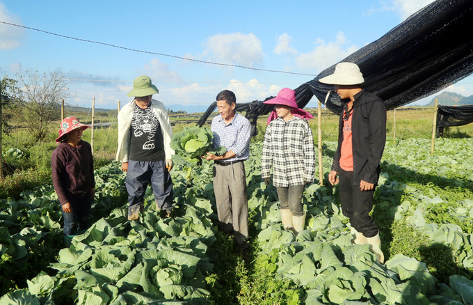 Ông Trần Quang Quản ở xã Y Tý (huyện Bát Xát, Lào Cai) trồng rau hữu cơ giúp nâng cao thu nhập, được bà con học hỏi làm theo. Ảnh: H.Đ.