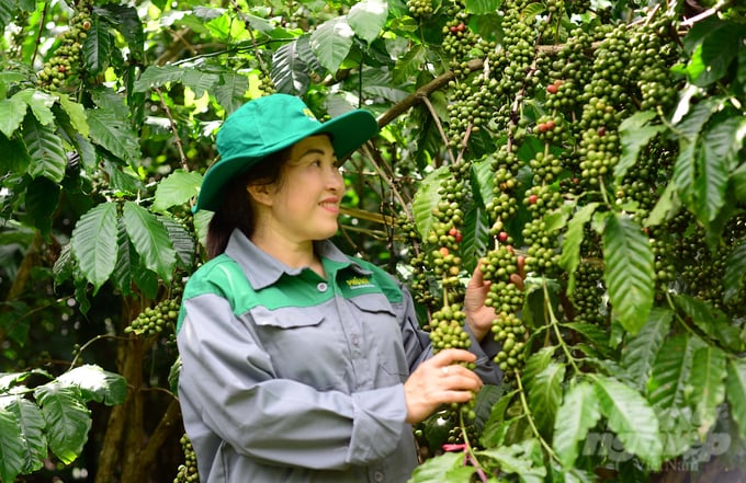 Hiện nay, vườn cà phê của gia đình bà Đỗ Thị Nga phát triển mạnh, sâu bệnh giảm 20 - 25% so với mô hình đối chứng. Ảnh: M.H.