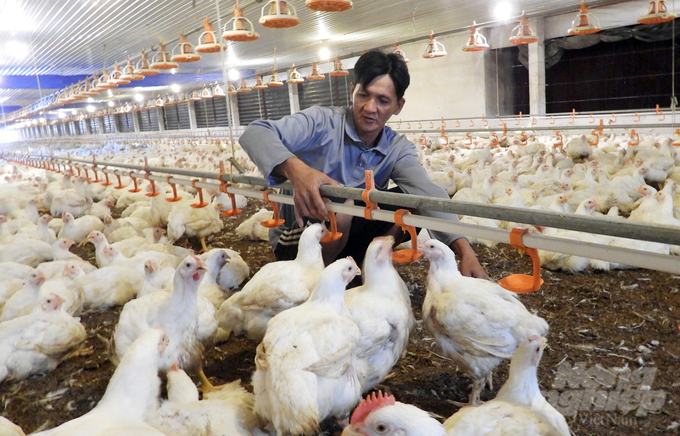 Many livestock farms in Binh Duong province apply high technology in livestock farming. Photo: Nguyen Thuy.