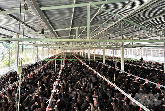 Người chăn nuôi Vĩnh Long tham gia nuôi gia công cho nhiều doanh nghiệp lớn, với 105 trang trại nuôi hơn 3 triệu con gà, hình thành các chuỗi liên kết phát triển chăn nuôi bền vững. Ảnh: Trung Chánh.