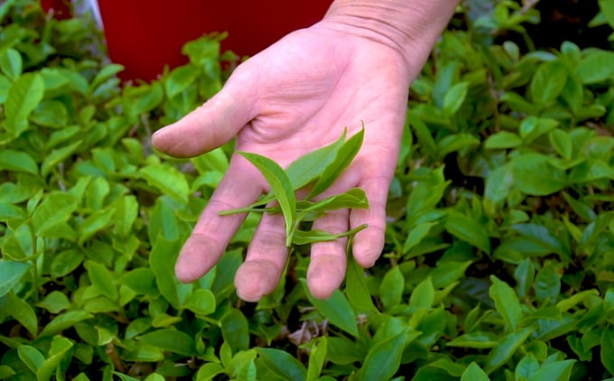 The Hai Ha tea brand is gradually asserting its position through the comprehensive application of technological advances in production and processing. Photo: Nguyen Thanh.