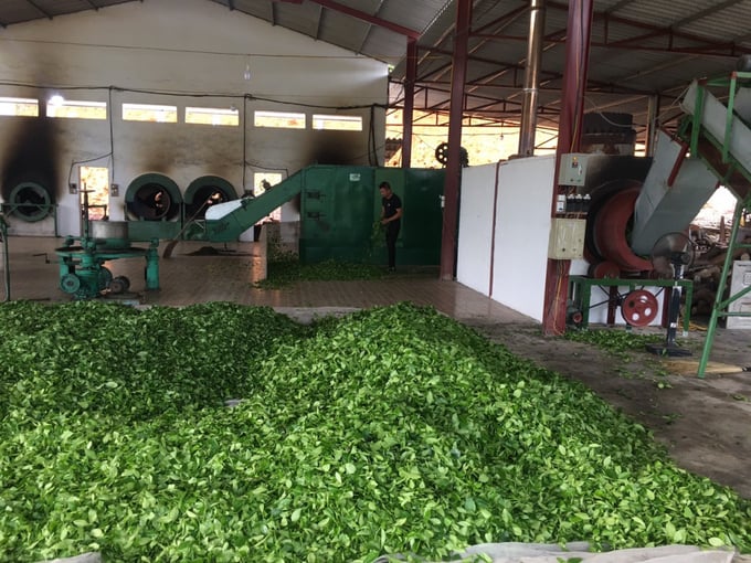 Hai Ha district currently has three large-scale tea processing facilities with a daily capacity of 15 tons. Photo: TT.