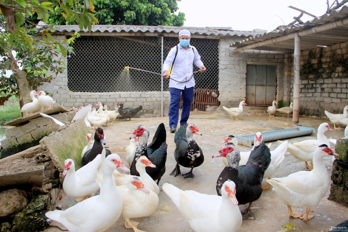 The veterinary system at all levels, especially district and commune levels, has recently undergone many changes, having veterinary stations merged with other units. As a result, disease disease monitoring, detection, and reporting experience delays. Many places even neglect the work. Photo: Bao Thang.