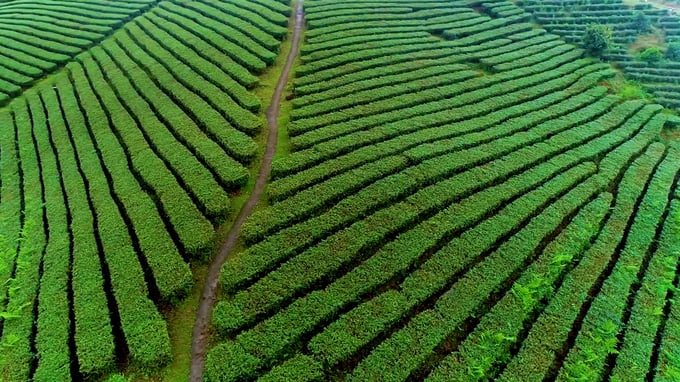 Hai Ha district houses approximately 800 hectares of tea production area. Photo: Nguyen Thanh.