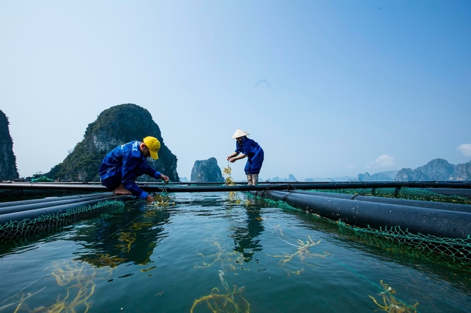 STP Group's seaweed farming area in the waters of Van Don district, Quang Ninh province. Photo: Nguyen Thanh.