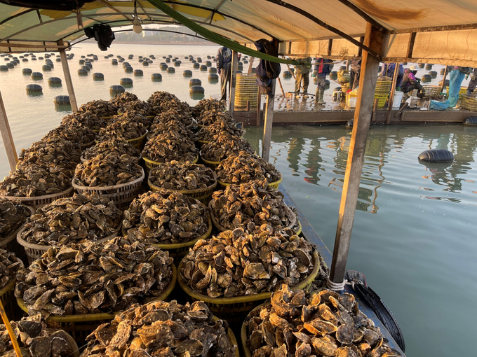 Oyster farming area of Rong Bien Cooperative (Tuan Chau ward, Ha Long city) before demolition. Photo: Nguyen Thanh.