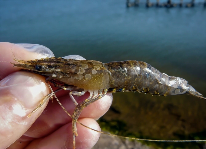 White spot disease caused by virus in farmed shrimp.