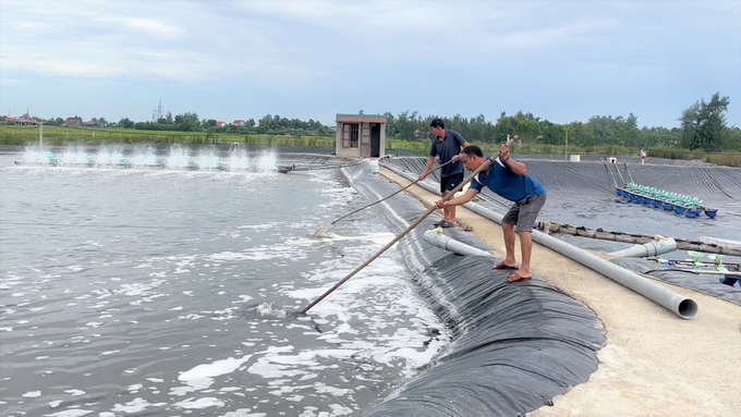 Although shrimp prices are pretty low, most people still earn high profits from farming ponds this year. Photo: Thanh Nga.